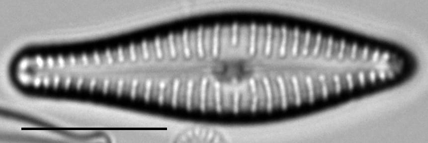 Gomphonema submehleri LM2