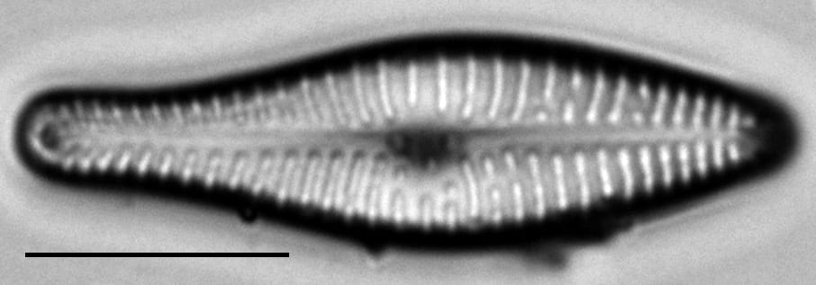 Gomphonema submehleri LM3
