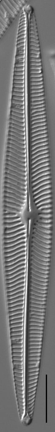 Navicula radiosa LM2