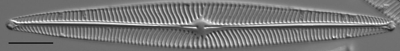 Navicula radiosa LM2