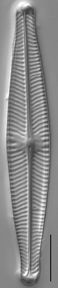 Navicula venerablis LM4