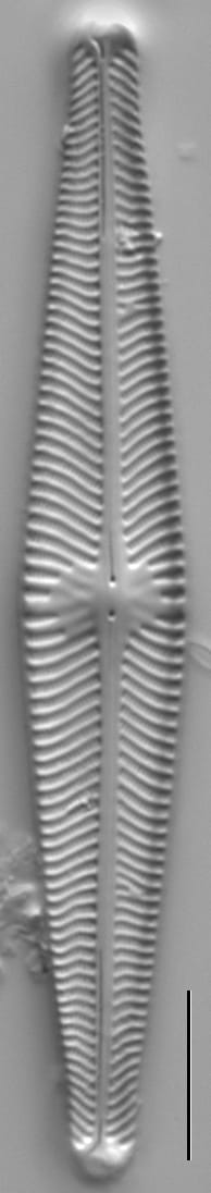 Navicula venerablis LM5