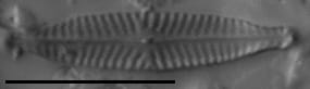 Navicula longicephala LM1