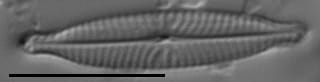 Navicula longicephala LM7