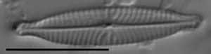 Navicula longicephala LM7