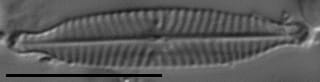 Navicula longicephala LM2