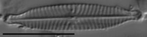 Navicula longicephala LM2