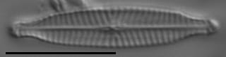 Navicula longicephala LM3