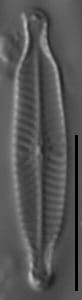 Navicula longicephala LM4