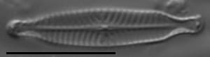 Navicula longicephala LM4