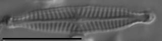 Navicula longicephala LM6