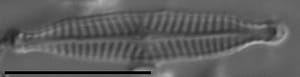 Navicula longicephala LM6