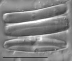 Gs024284  Nufennica 6