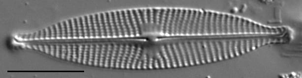 Navicula subrhynchocephala LM1