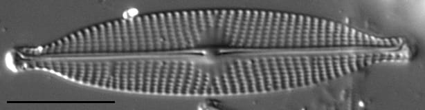 Navicula subrhynchocephala LM2