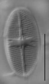 Gs028733  Psbio 1A Ed