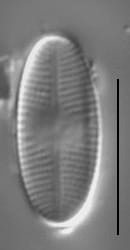 Gs100739  Pshelv 3B Ed