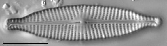 Navicula subhynchocephala LM3