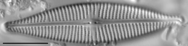 Navicula subrhyncocephala LM4