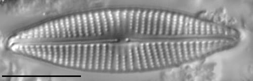 Navicula subrhrynchocephala LM5