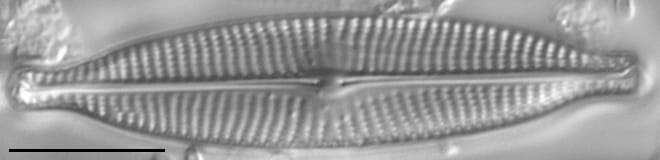 Navicula subrhrynchocephala LM6