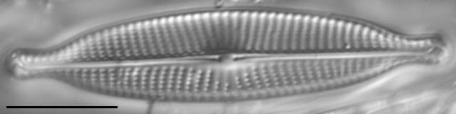 Navicula subrhrynchocephala LM7