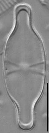 Capartogramma crucicula LM2