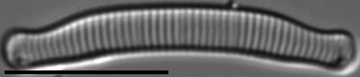 Eunotial tenella LM2