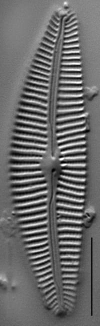 Cymbella tropica LM3