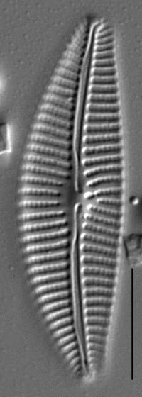 Cymbella tropica LM5