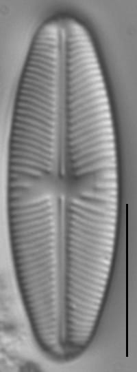 Sellaphora meridionalis LM7