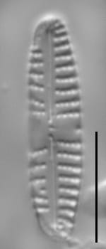 Gsn82684  Reuniser 2 Ed