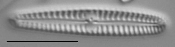 G Pygmaeum 111316A 004Rev