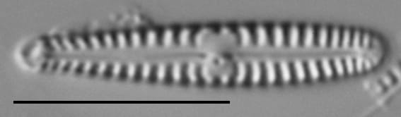 G Pygmaeum 111361 008Rev