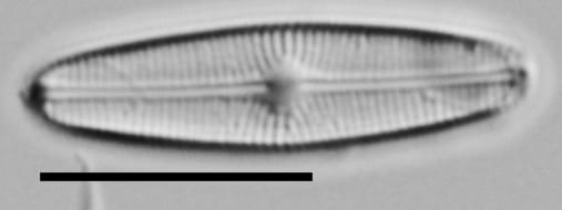 Genkalia Digitulus Me10023 A 101817 74 C