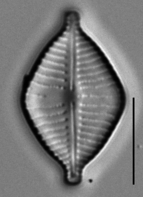 Gomphonema montezumense LM7