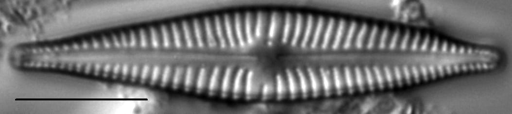 Gomphonema johnsonii LM2