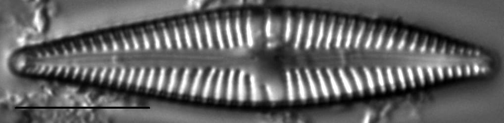 Gomphonema johnsonii LM3