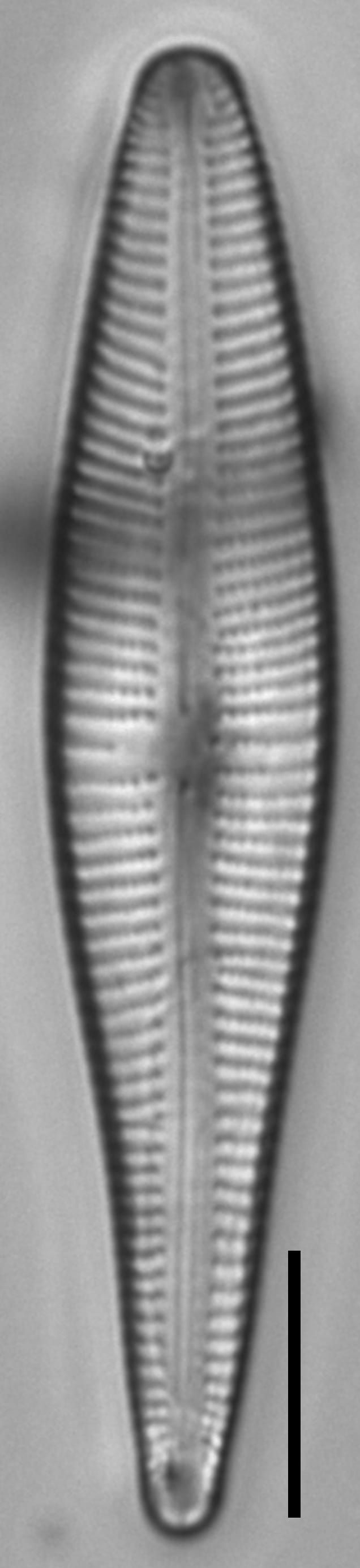 Gomphonema stonei LM4