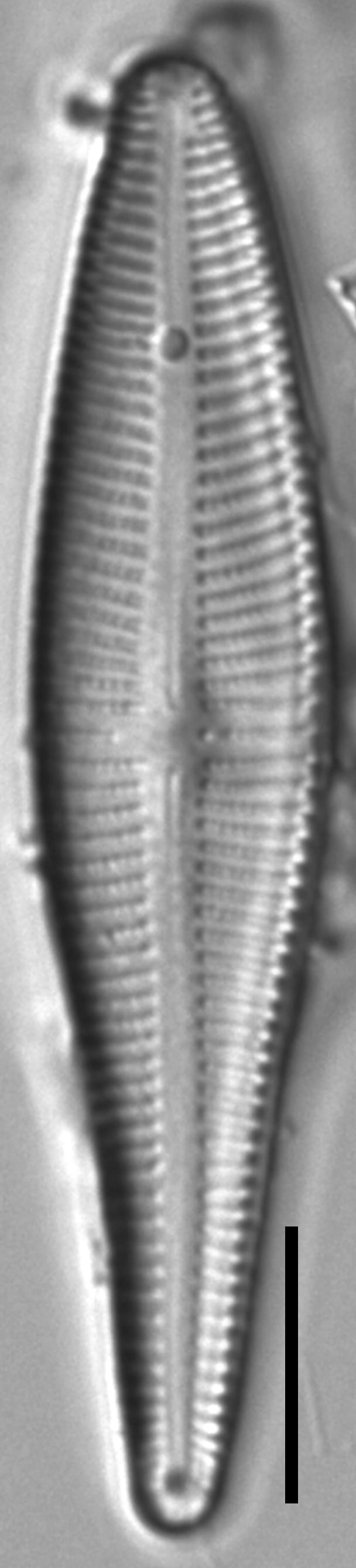 Gomphonema stonei LM5