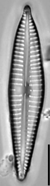 Gomphonema marriae LM6