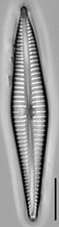 Gomphonema marriae LM5