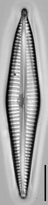 Gomphonema marriae LM4