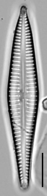 Gomphonema marriae LM3