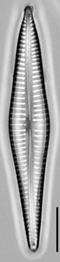 Gomphonema marriae LM2