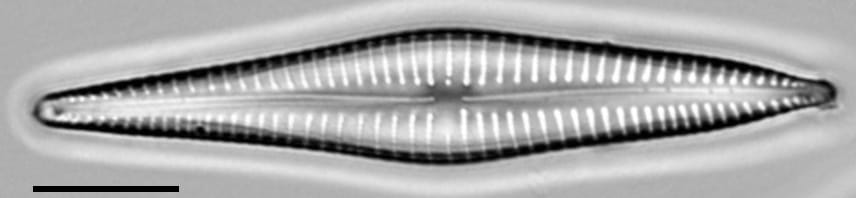 Gomphonema marriae LM2