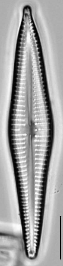 Gomphonema marriae LM1