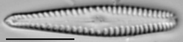 Gomphonema sierranum LM4