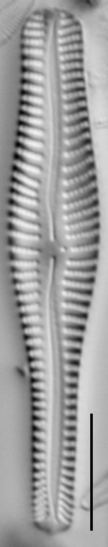 Gomphonema NOT-commutatum LM4