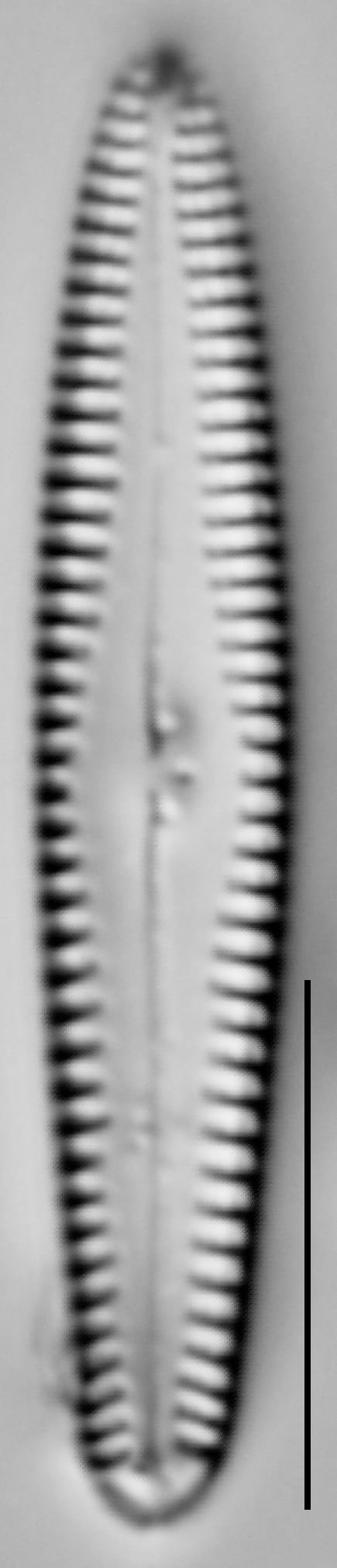 Gomphonema 3A 14368 Clm